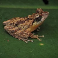 Pseudophilautus nemus Megaskumbura & Manamendra-Arachcchi, 2005